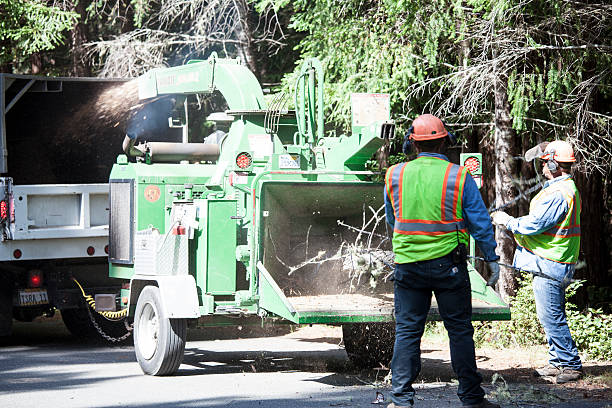 How Our Tree Care Process Works  in  North Hills, NY